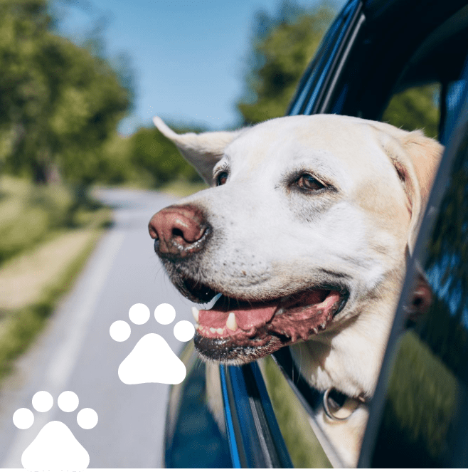 dog-looking-from-car-window dog-looking-from-car-window