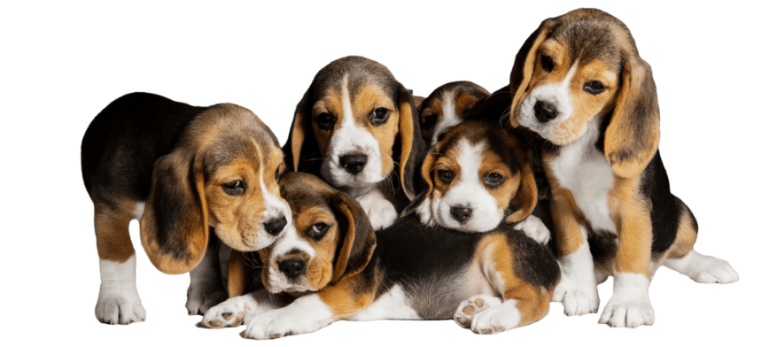 puppies puppies