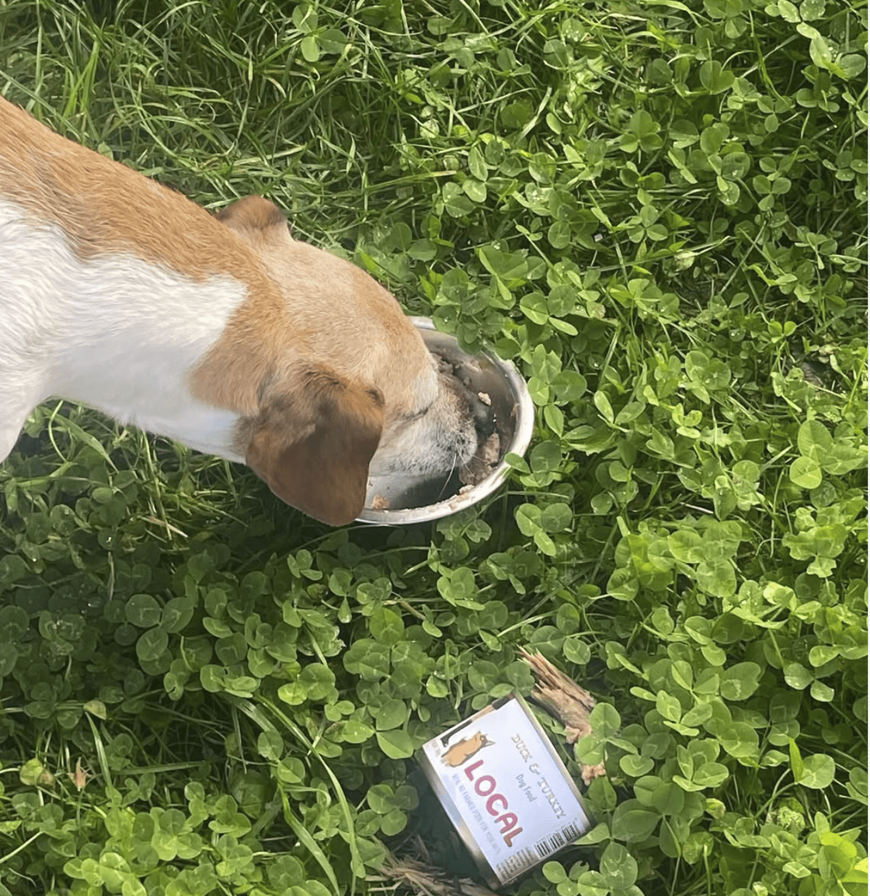 Why Poultry is Great for Dogs — And Why NZ-Grown Matters