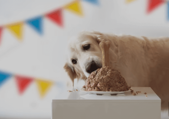 The Benefits of Feeding Single Protein Diets (Duck or Turkey)