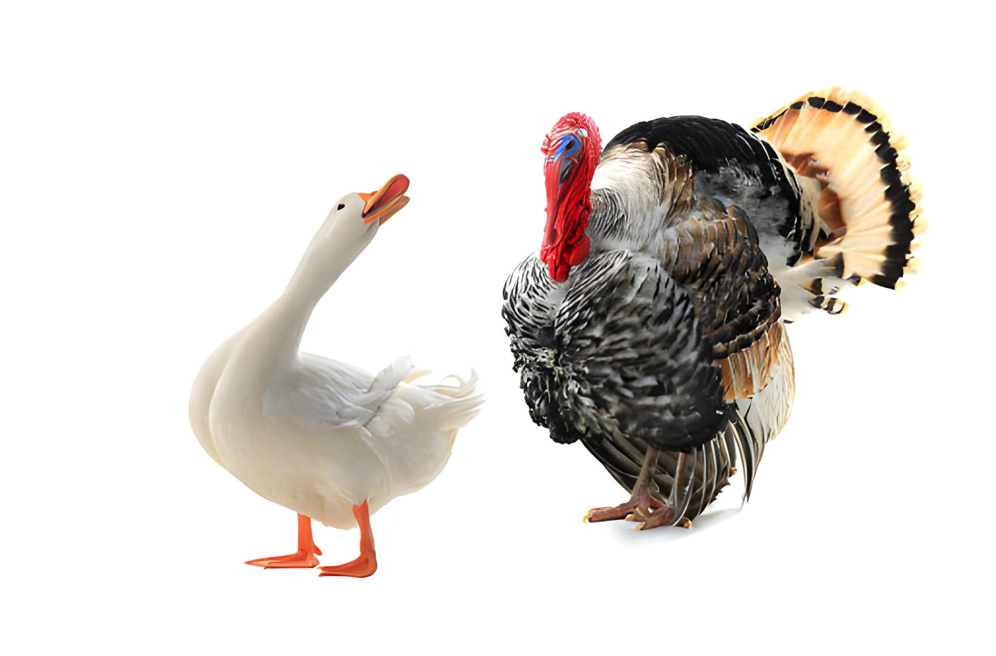 NZ Turkey vs Chicken | Which Is Better for Your Dog?